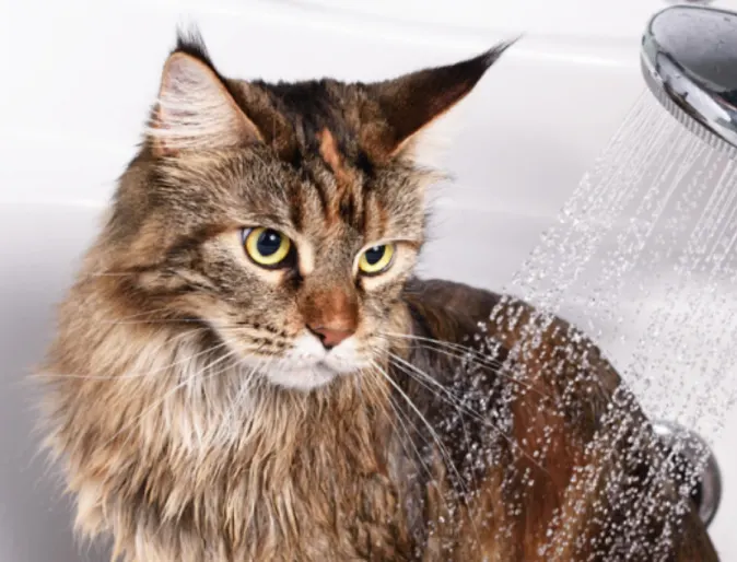 A Brown Cat Getting a Bath